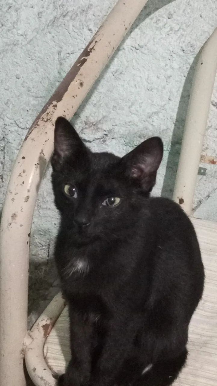Gatos adolescentes precisam de um lar ? - Foto 2