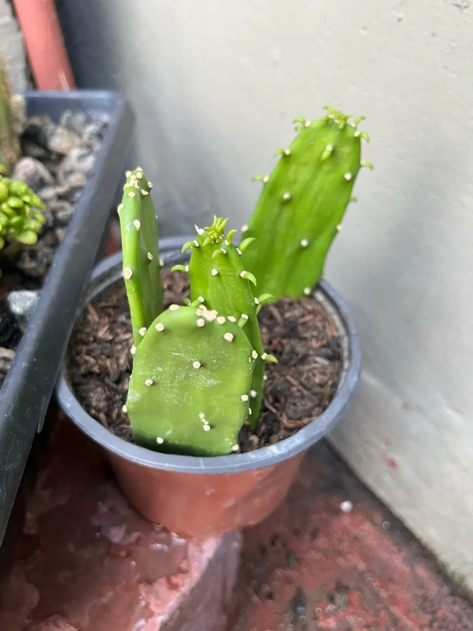 Vendo mudas dos seguintes cactos  - Foto 4