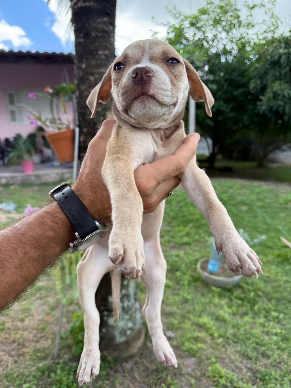 Filhotes de pitbull  - Foto 4