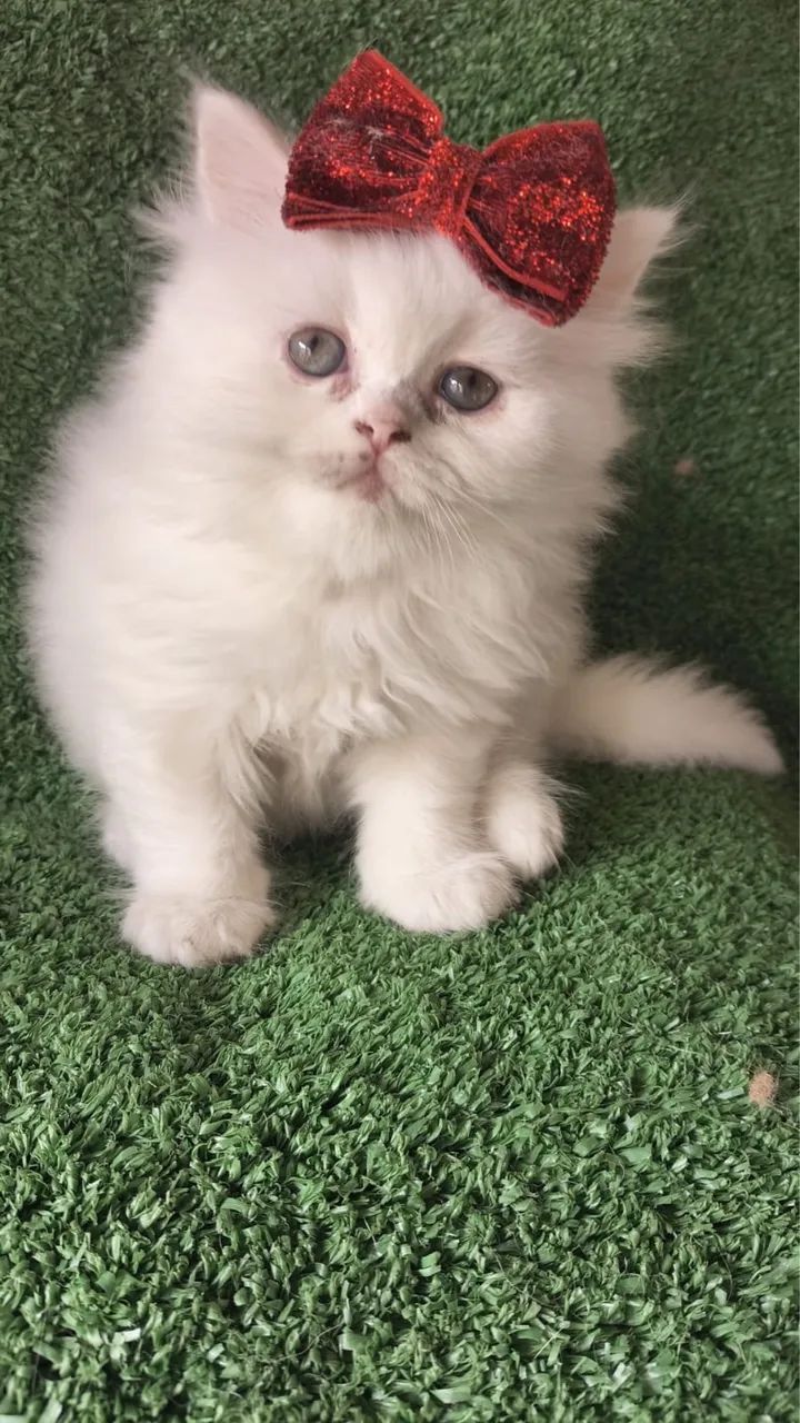 Gato Persa Filhote  - Foto 2