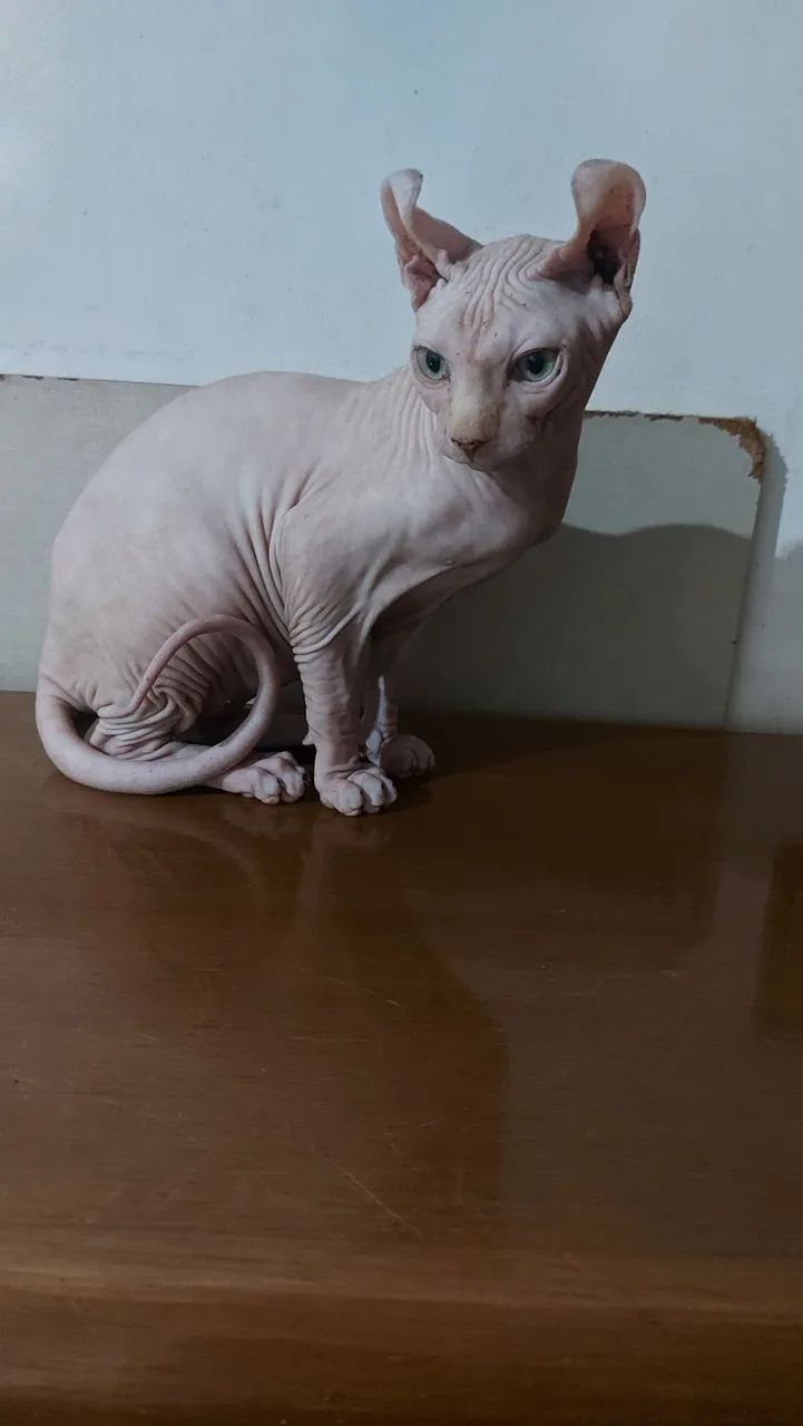 Sphynx Elf Macho  - Foto 2