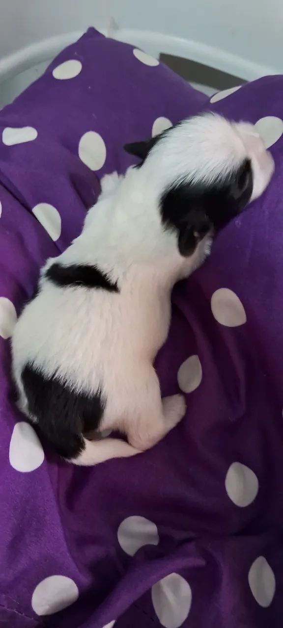Cachorrinhos  - Foto 4