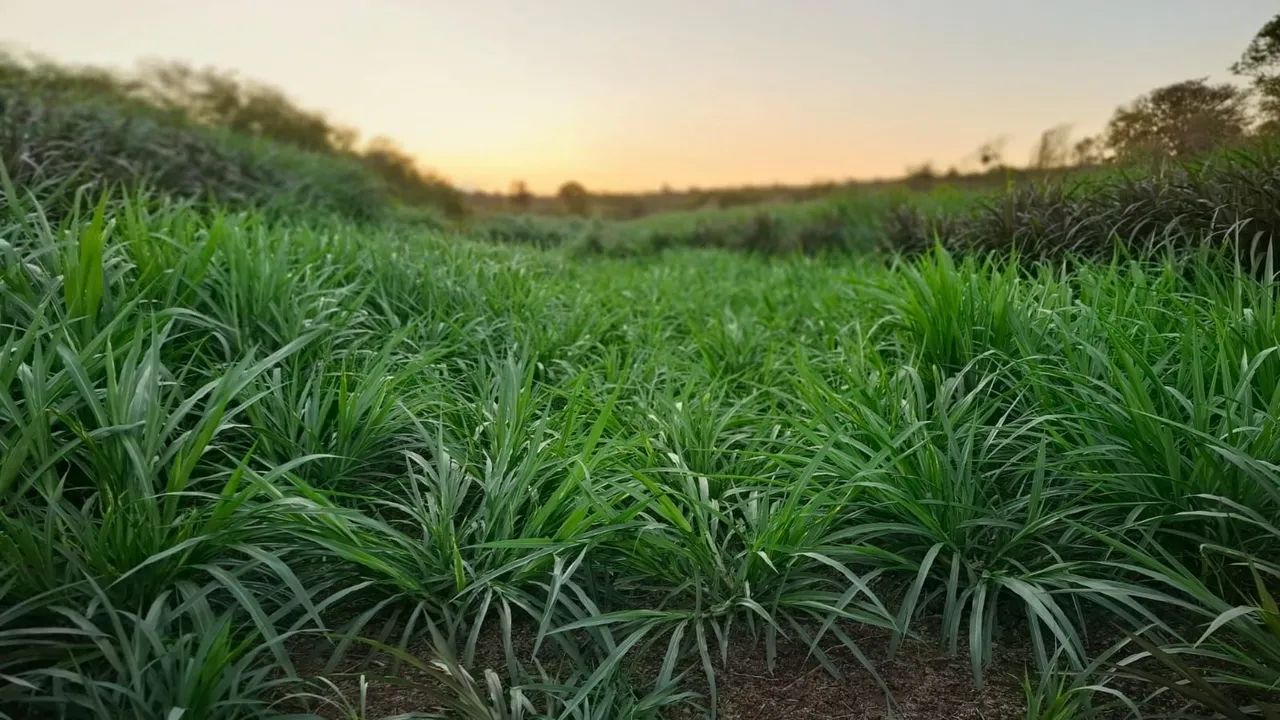 Fazenda barragem - Foto 5