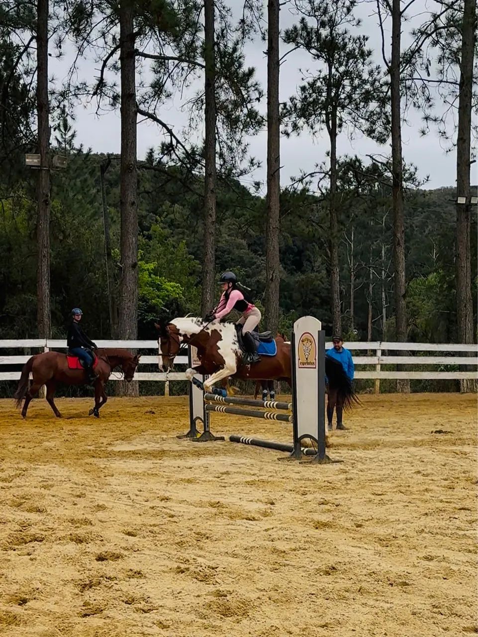 Mangalarga Marchador Paulista 