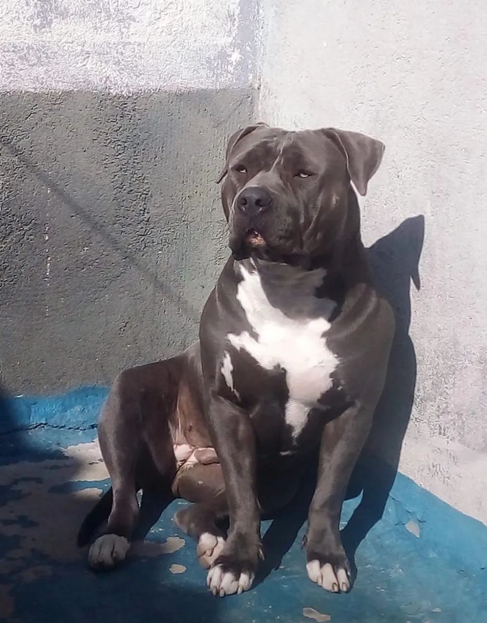 Filhotes Pitmonster