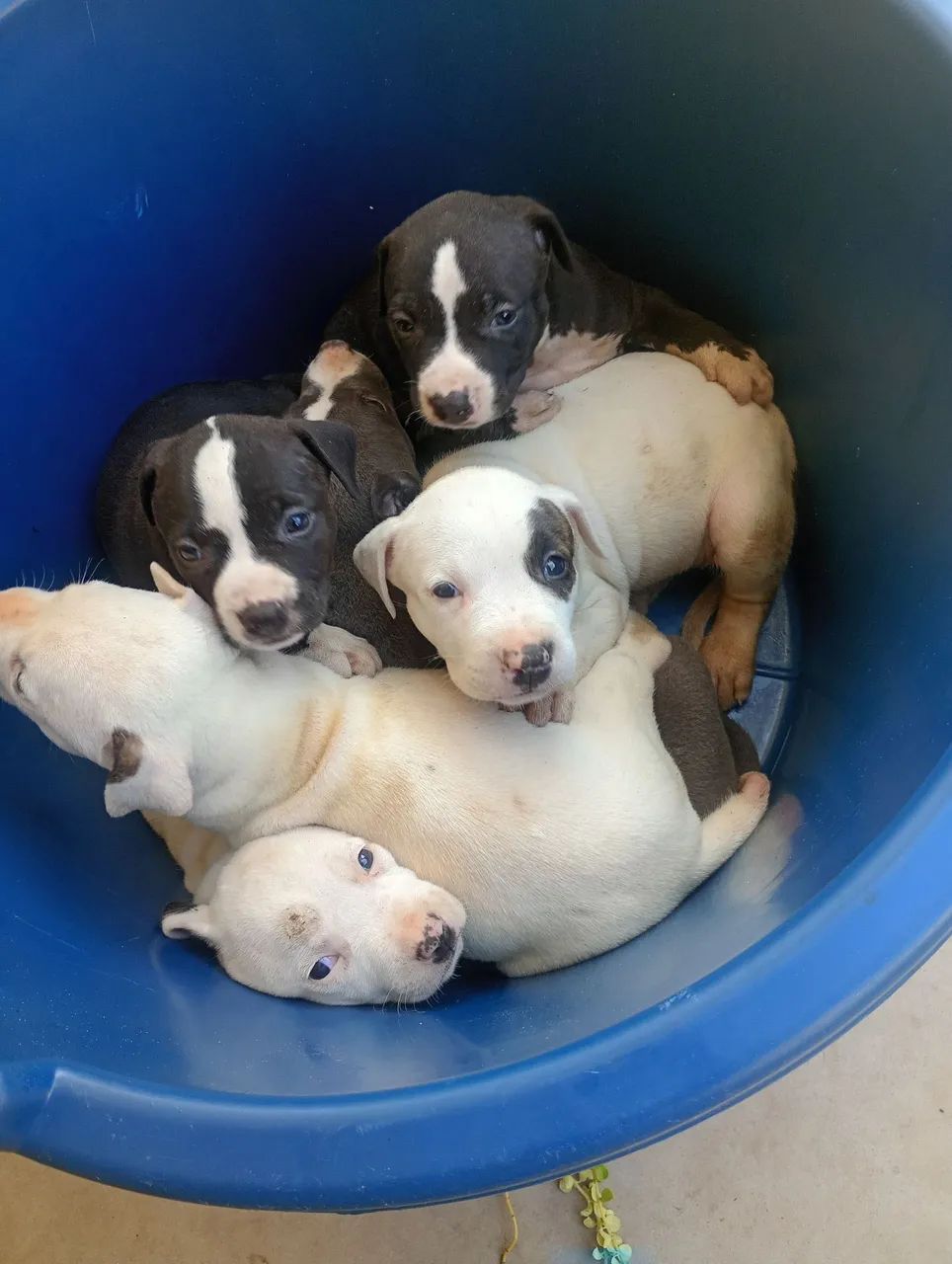 Pit Bull  - Foto 2