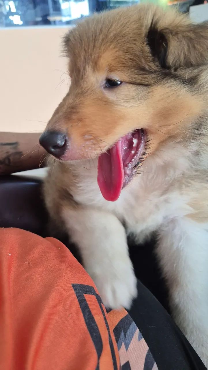 Filhote de Collie - Foto 4