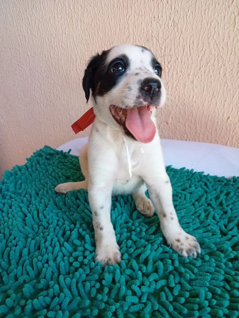 Cachorro  - Foto 2