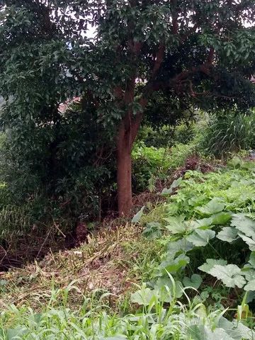 Terreno na Fazendinha - Teresópolis - Foto 5