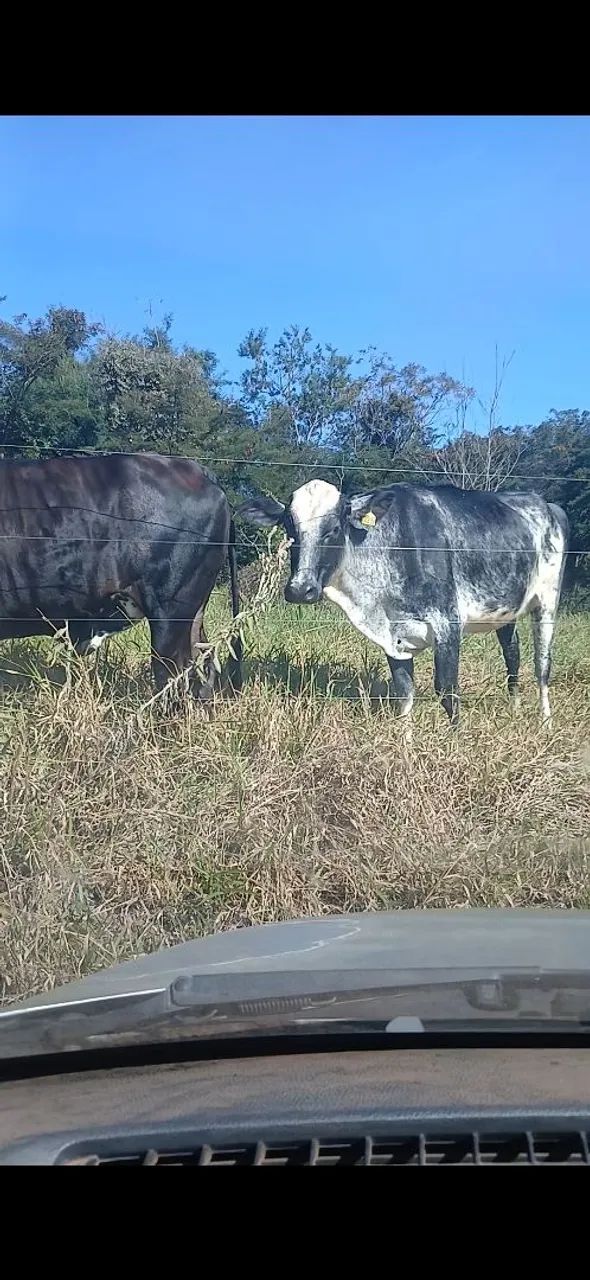 2 Novilhas - Foto 5