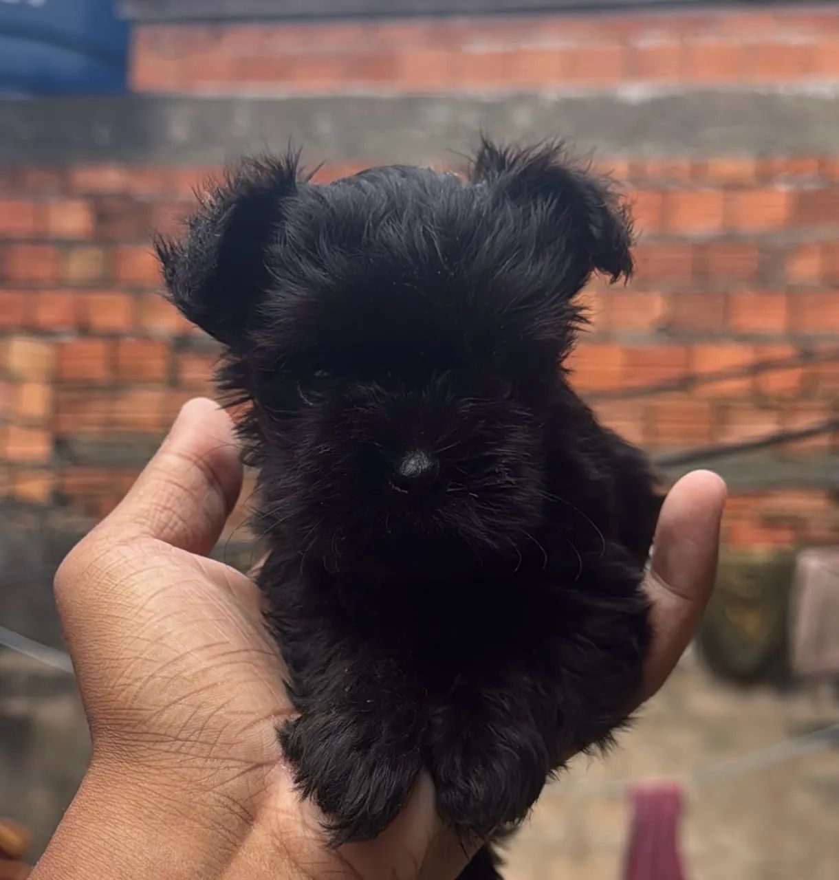 Filhote de lhasa apso - Foto 2