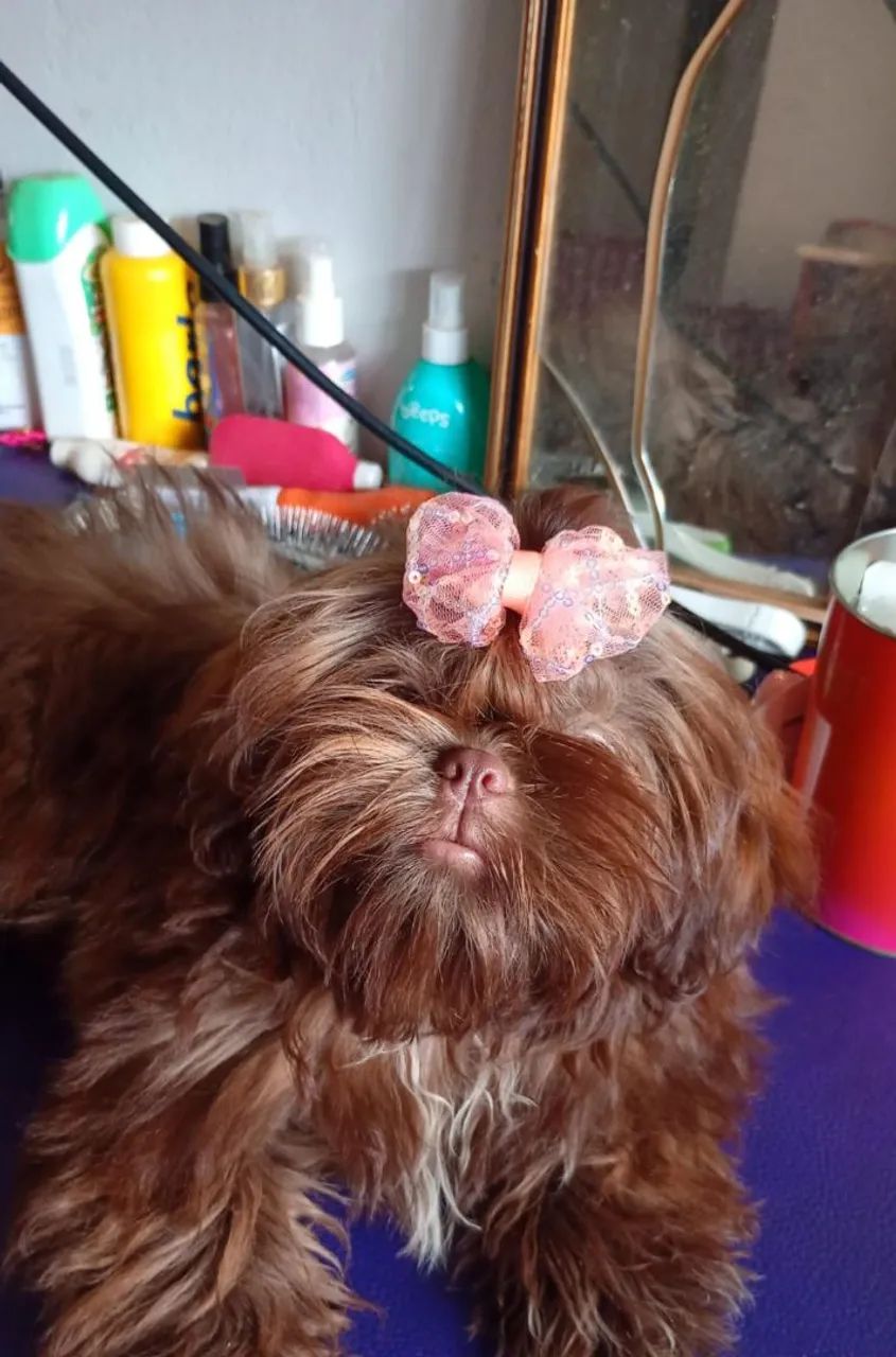 Shih Tzu chocolate  - Foto 2