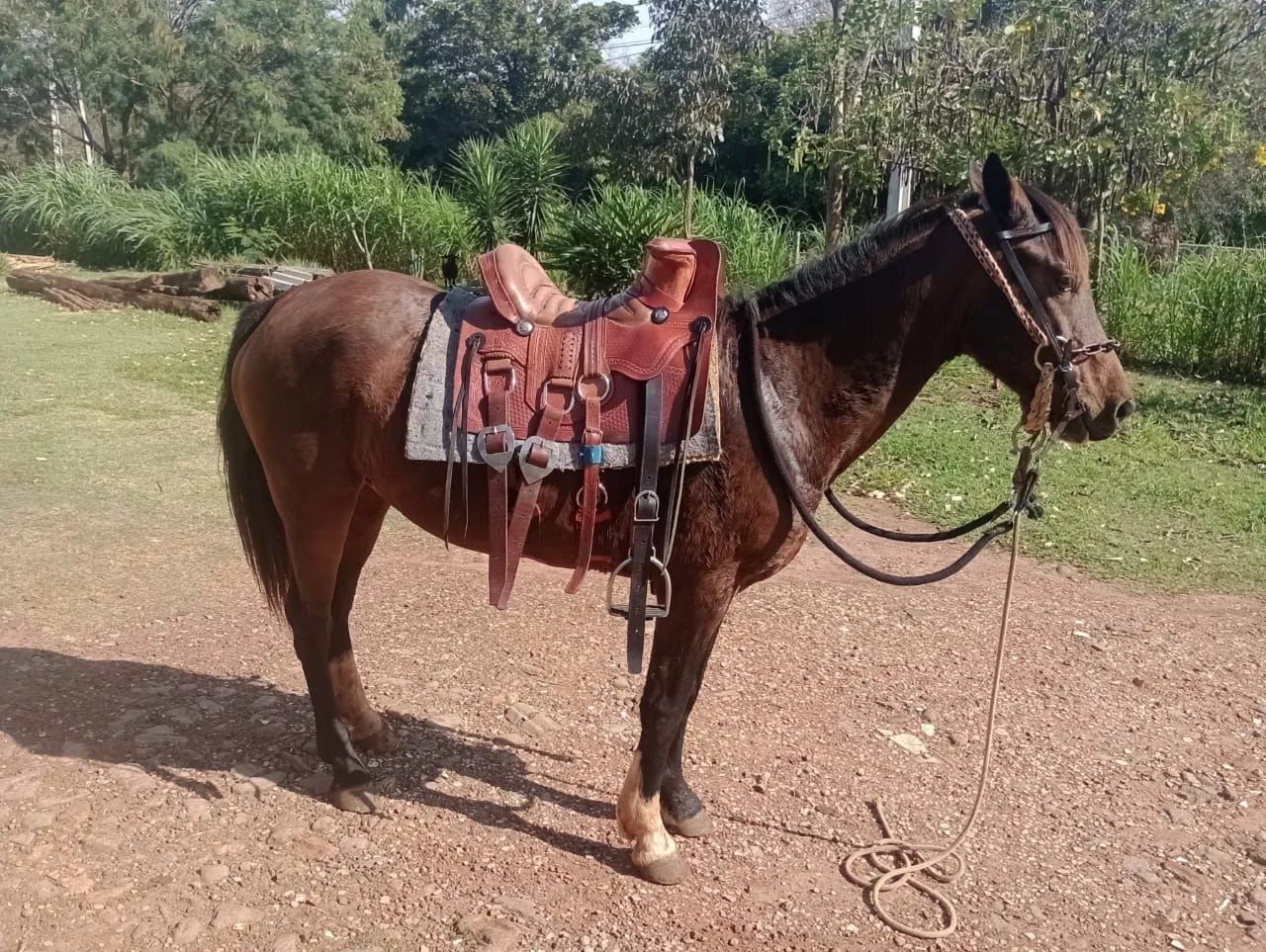 Égua mansa - Foto 3