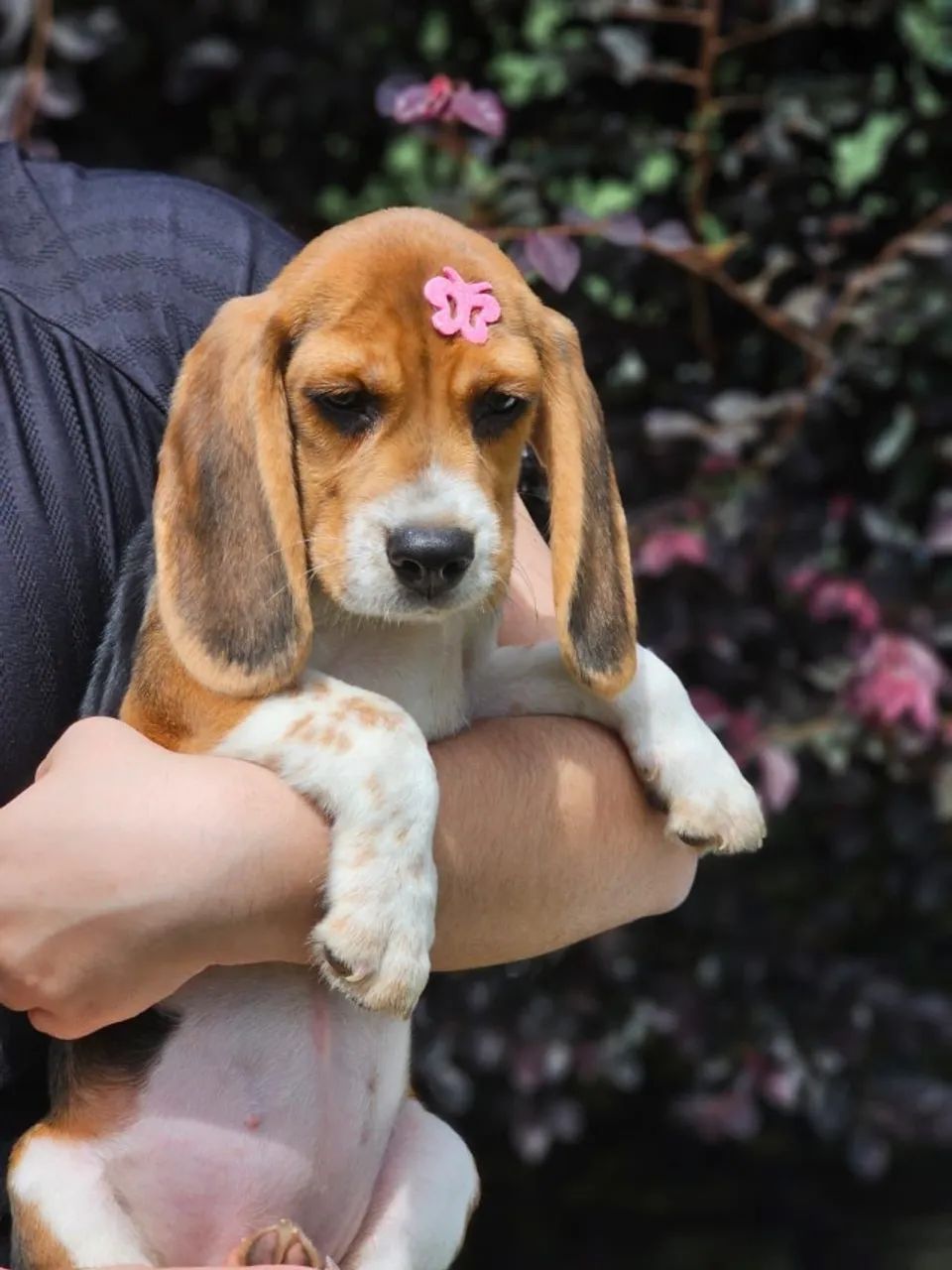 Lindas Fêmeas de Beagle 