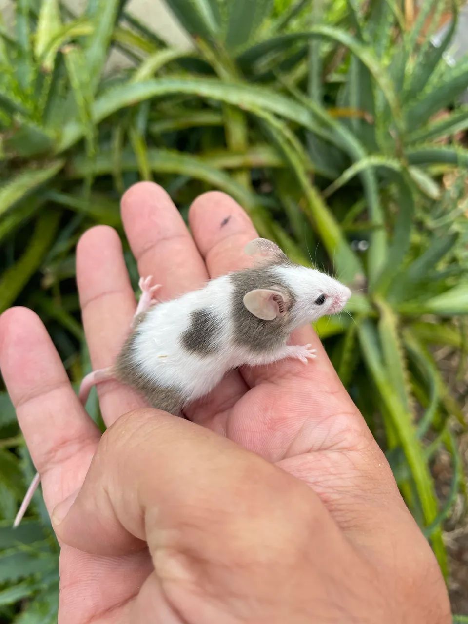 Rats / Mice65675276819074122