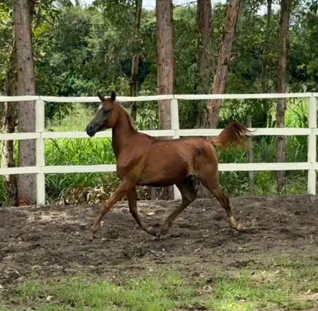 POTRO ÁRABE - Foto 3