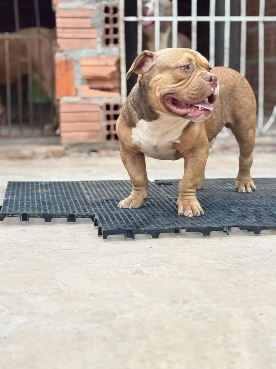 American bully  - Foto 2