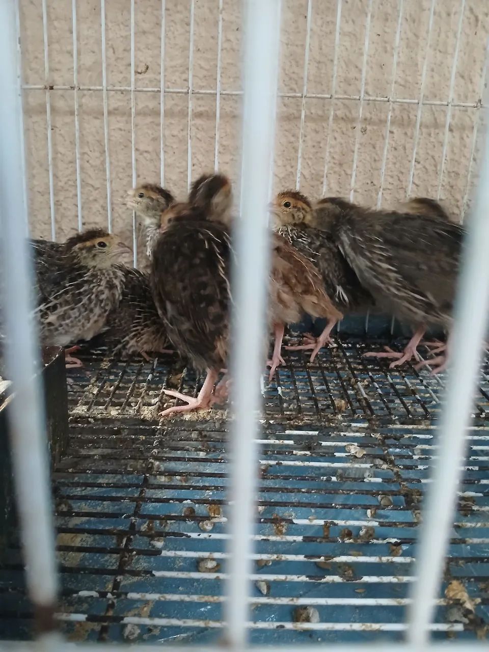 Vendo lote com 10 codornas Japonesas  - Foto 6