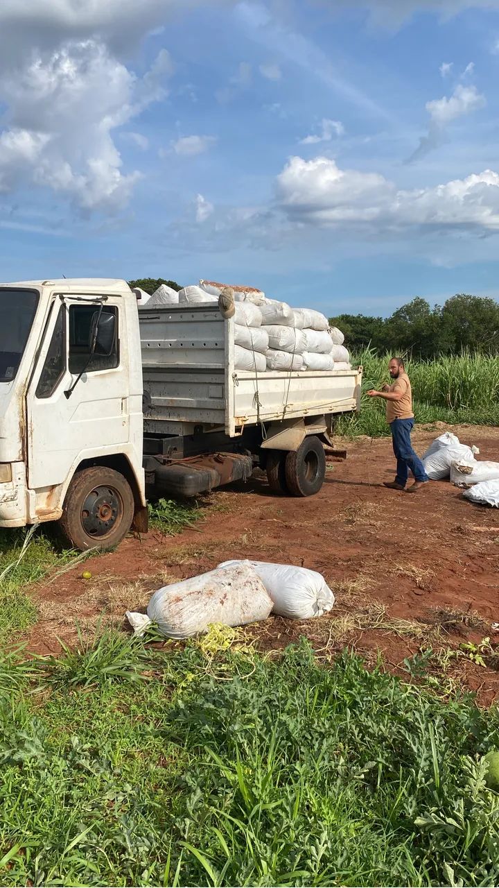 Silagem de Capiaçu  - Foto 2