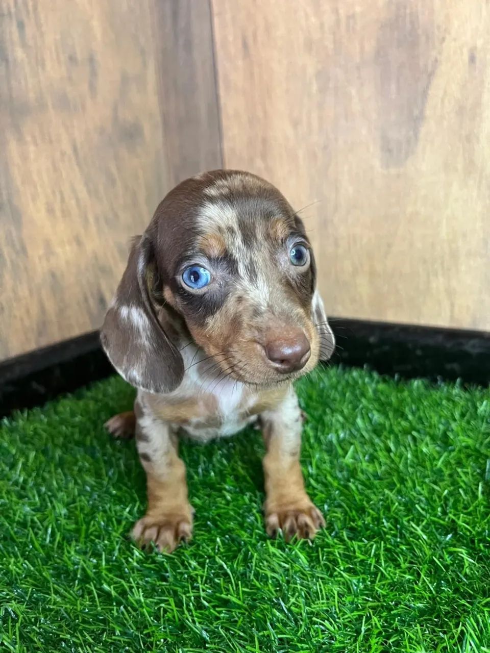 dachshund salsichinha  - Foto 4