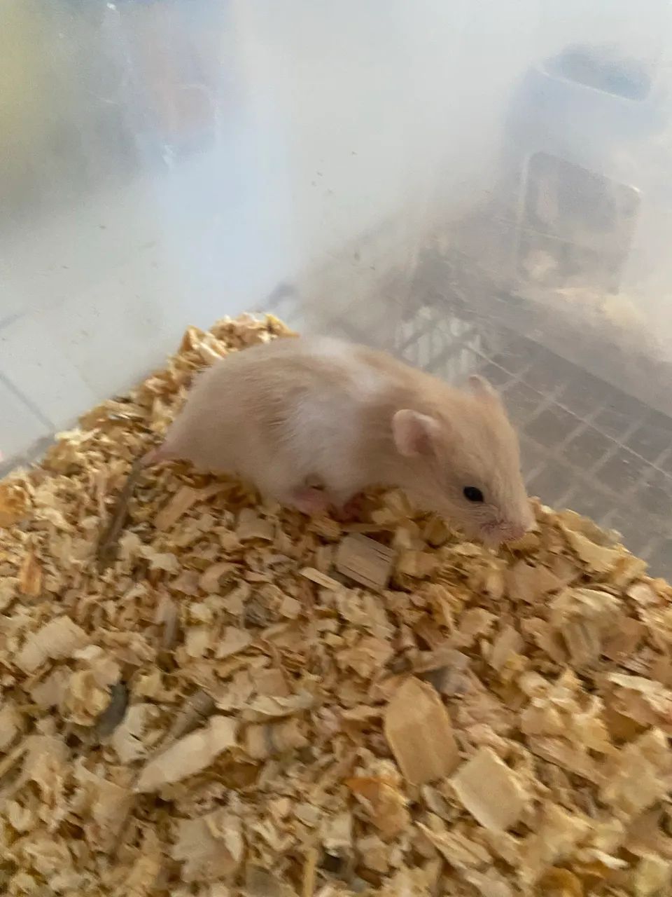 Filhote de hamster sírio  - Foto 2