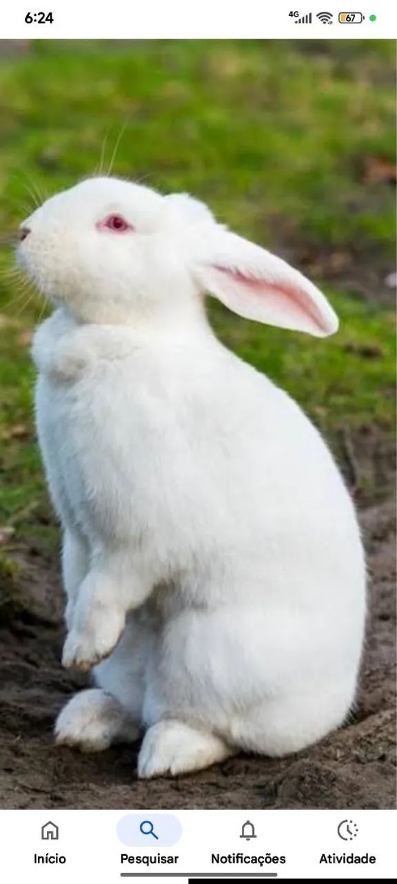 Coelho pra doação 
