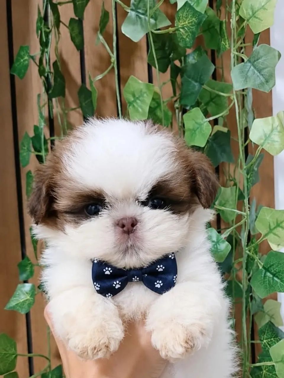 Menino de Shih Tzu micrinho - Foto 2