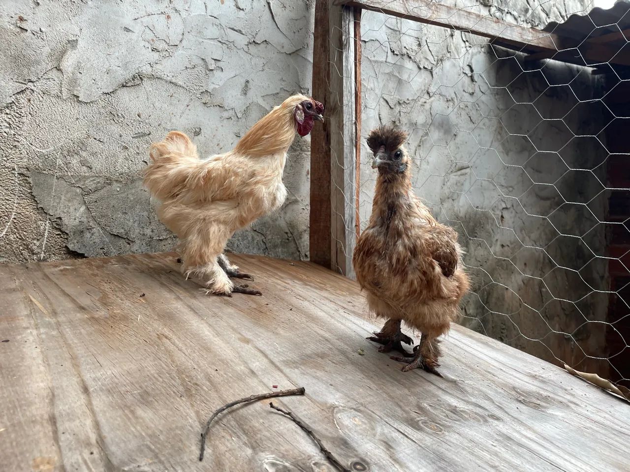 Galinhas sedosas  - Foto 2