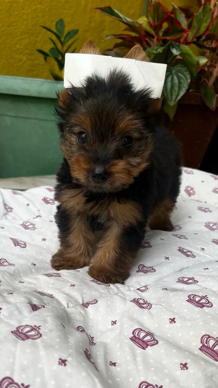 Yorshire Terrier (macho)