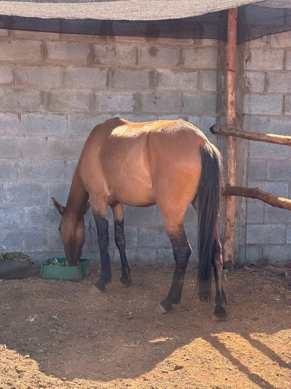 Égua Mansa - Foto 2