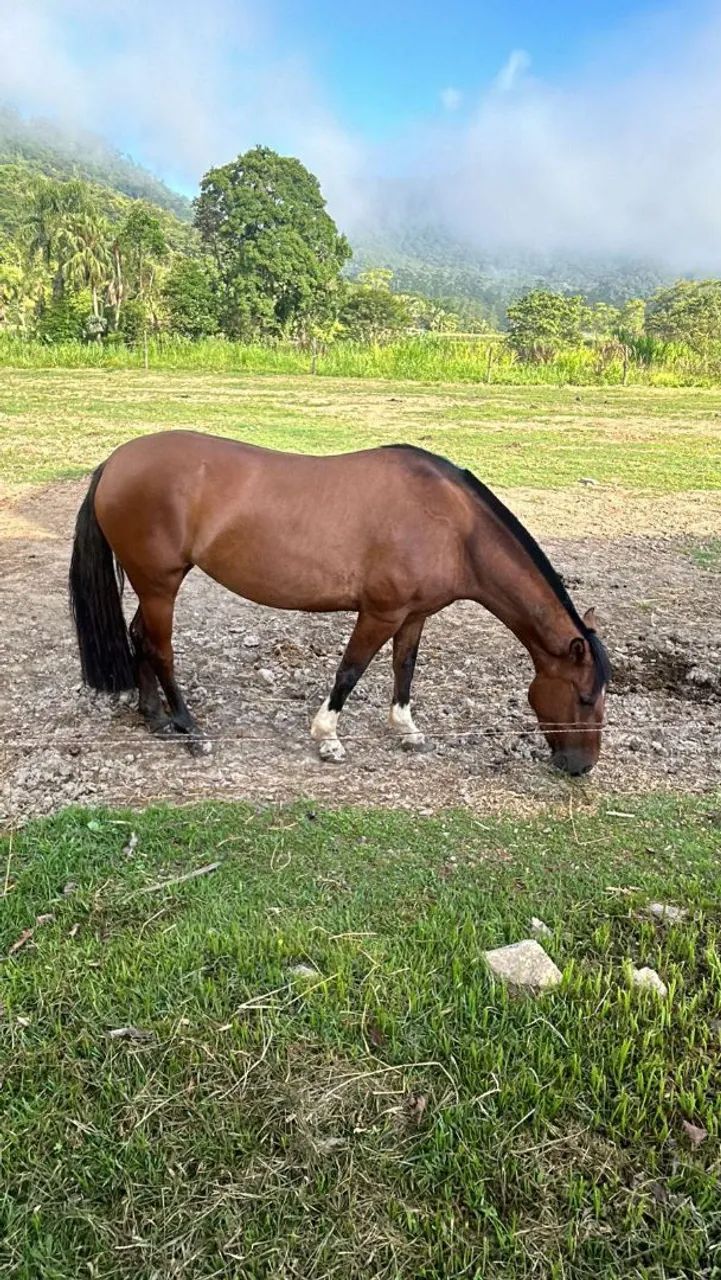 Égua Crioula Gateada - Foto 3
