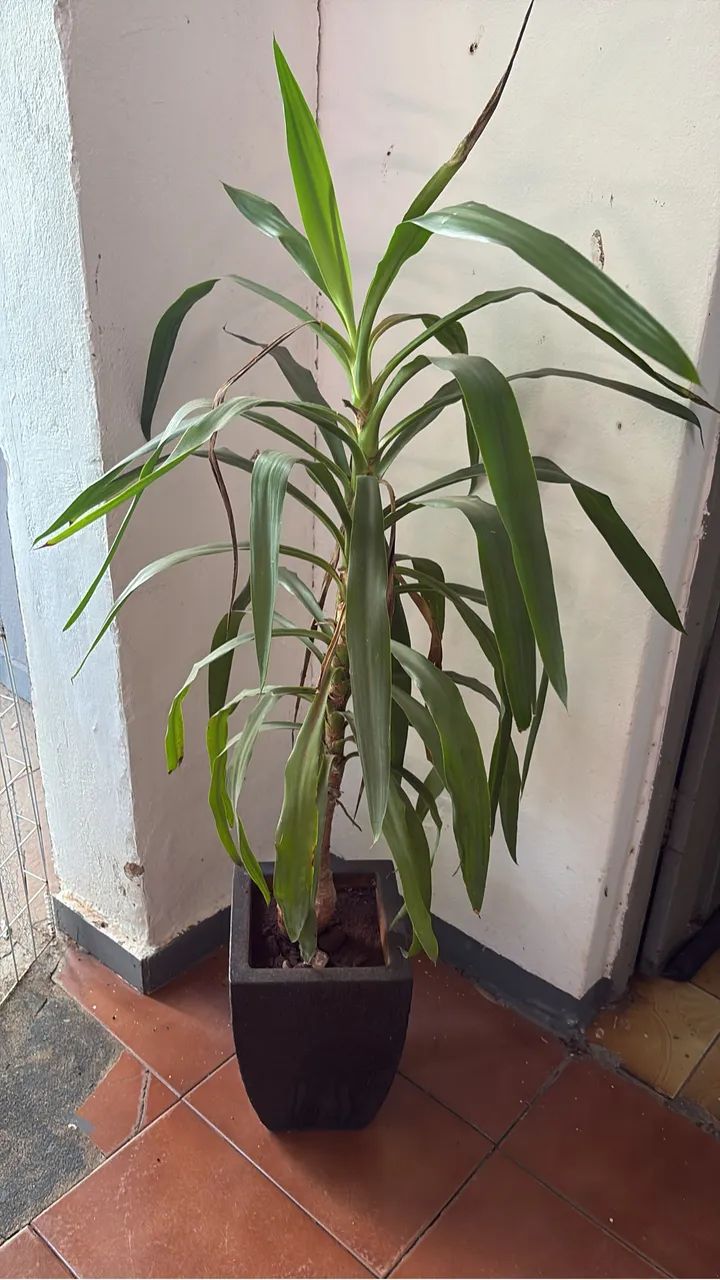 Vendo plantas - Foto 3