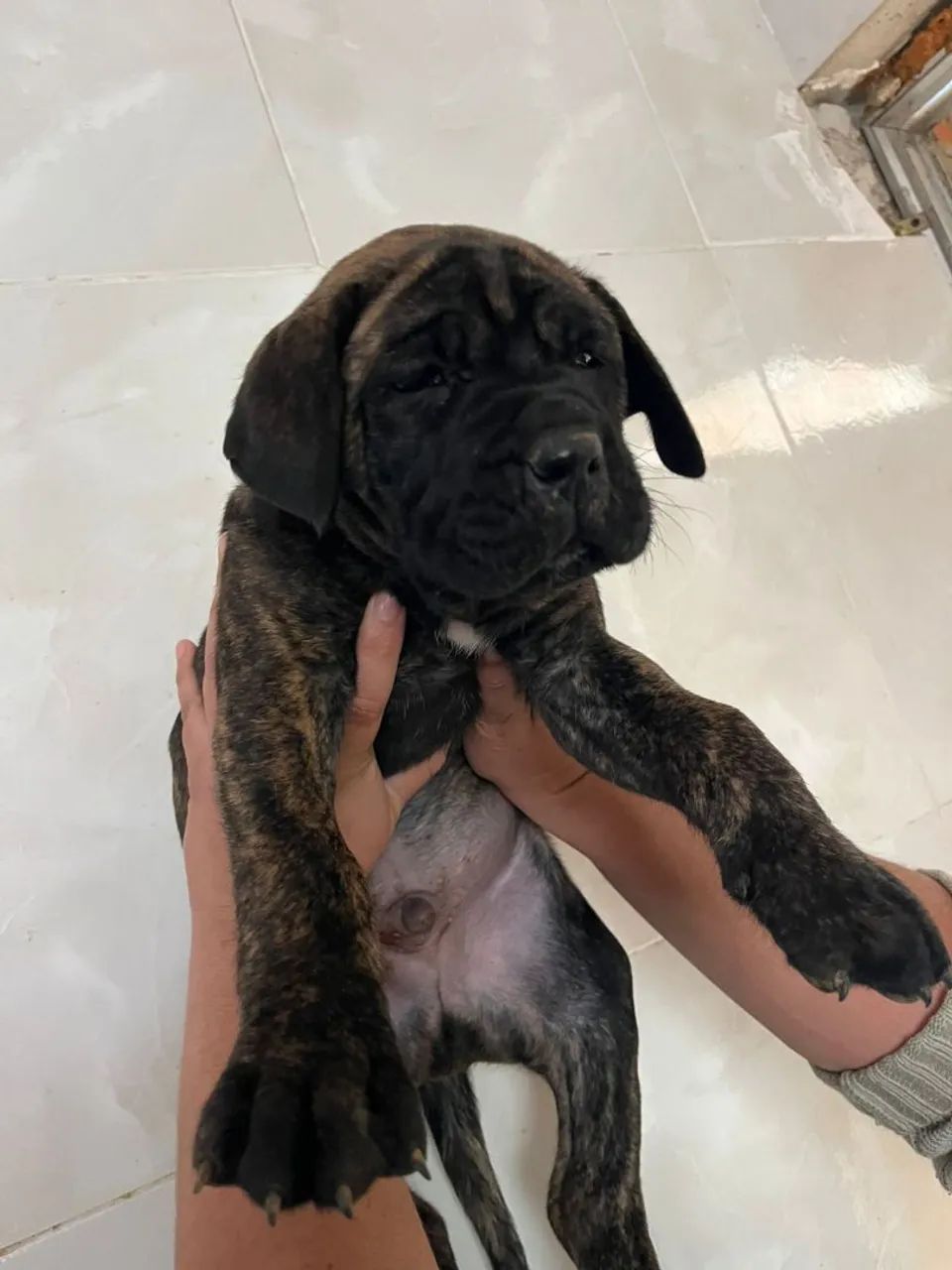 Cane corso
