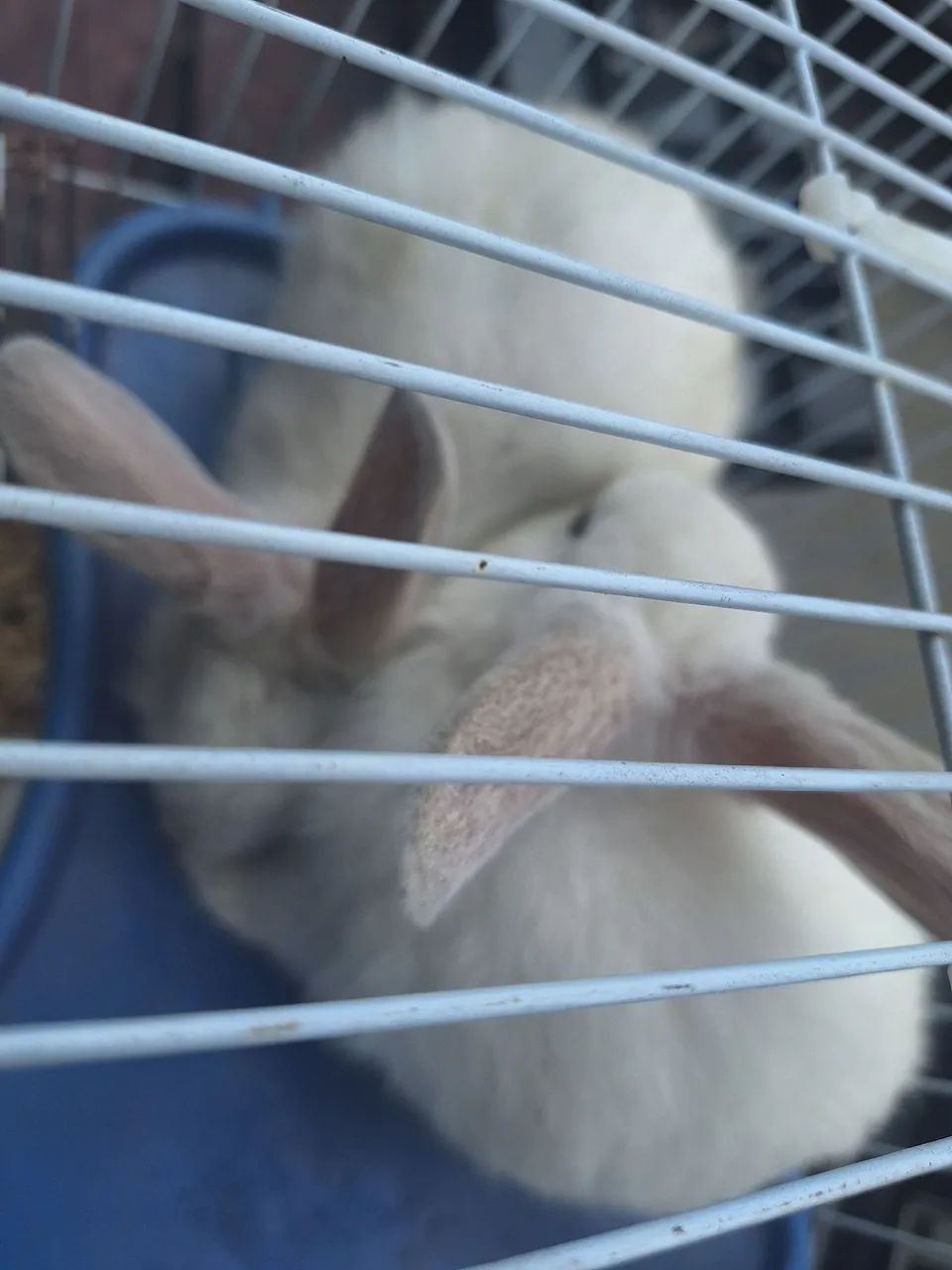 Coelhos  - Foto 3