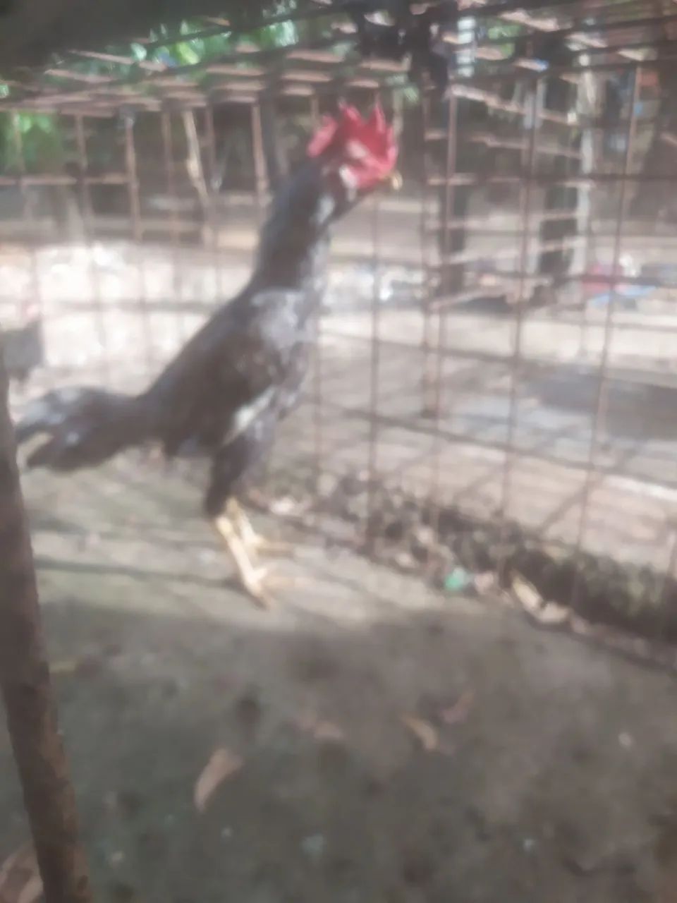 Frango  - Foto 6
