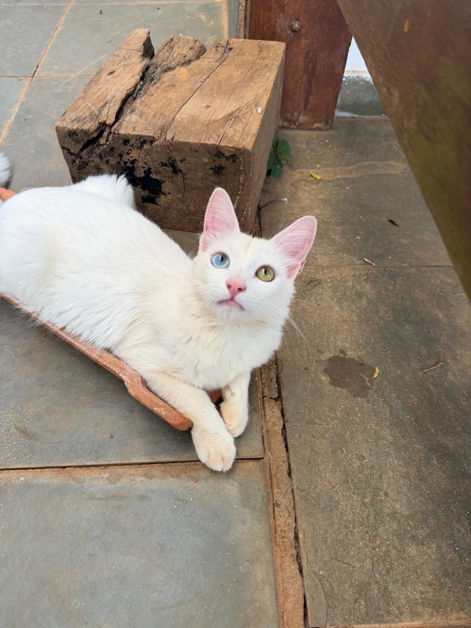 PROCURA-SE GATINHO(A) COM HETEROCROMIA PARA ADOÇÃO 
