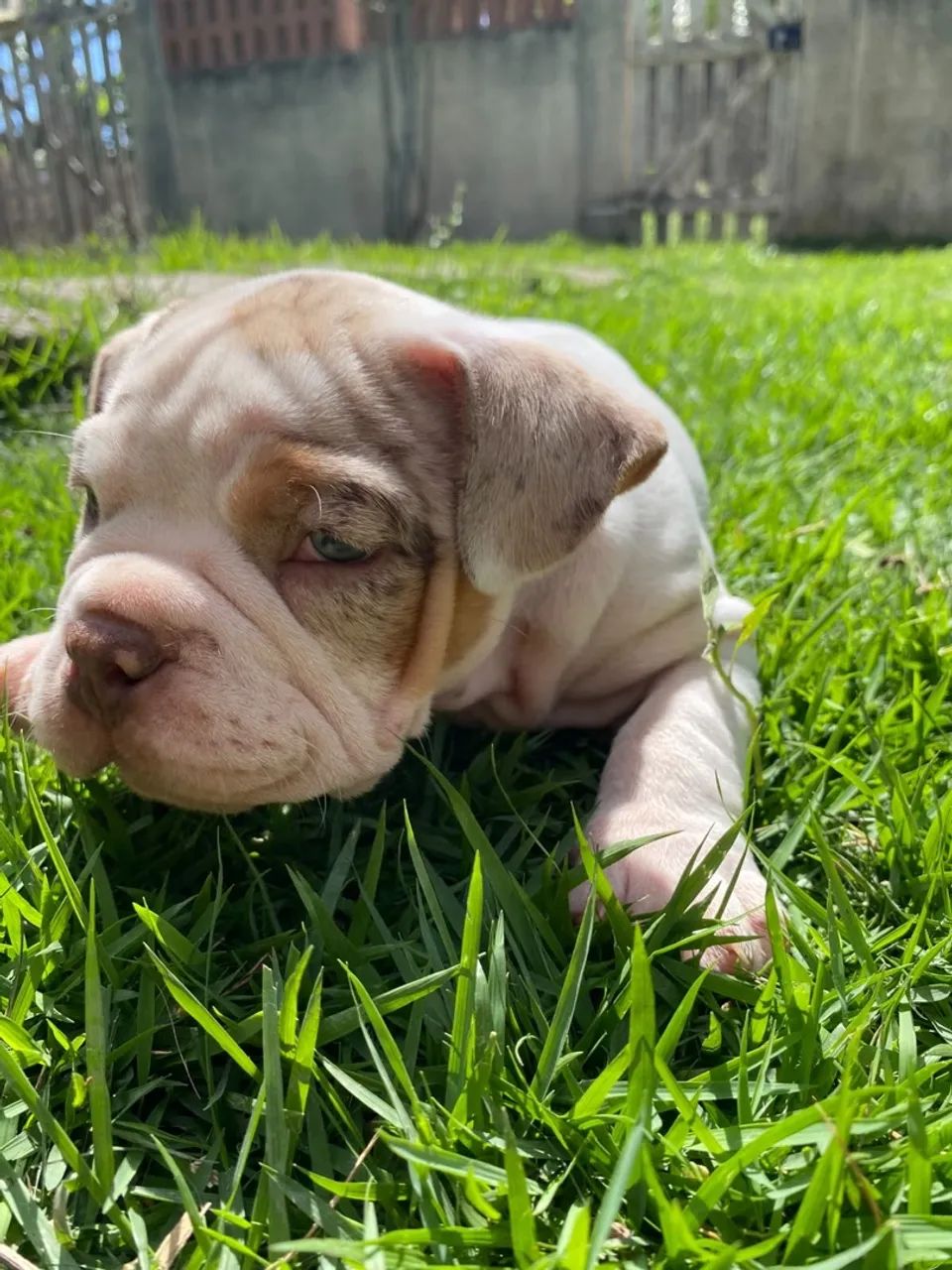 American bully  - Foto 2