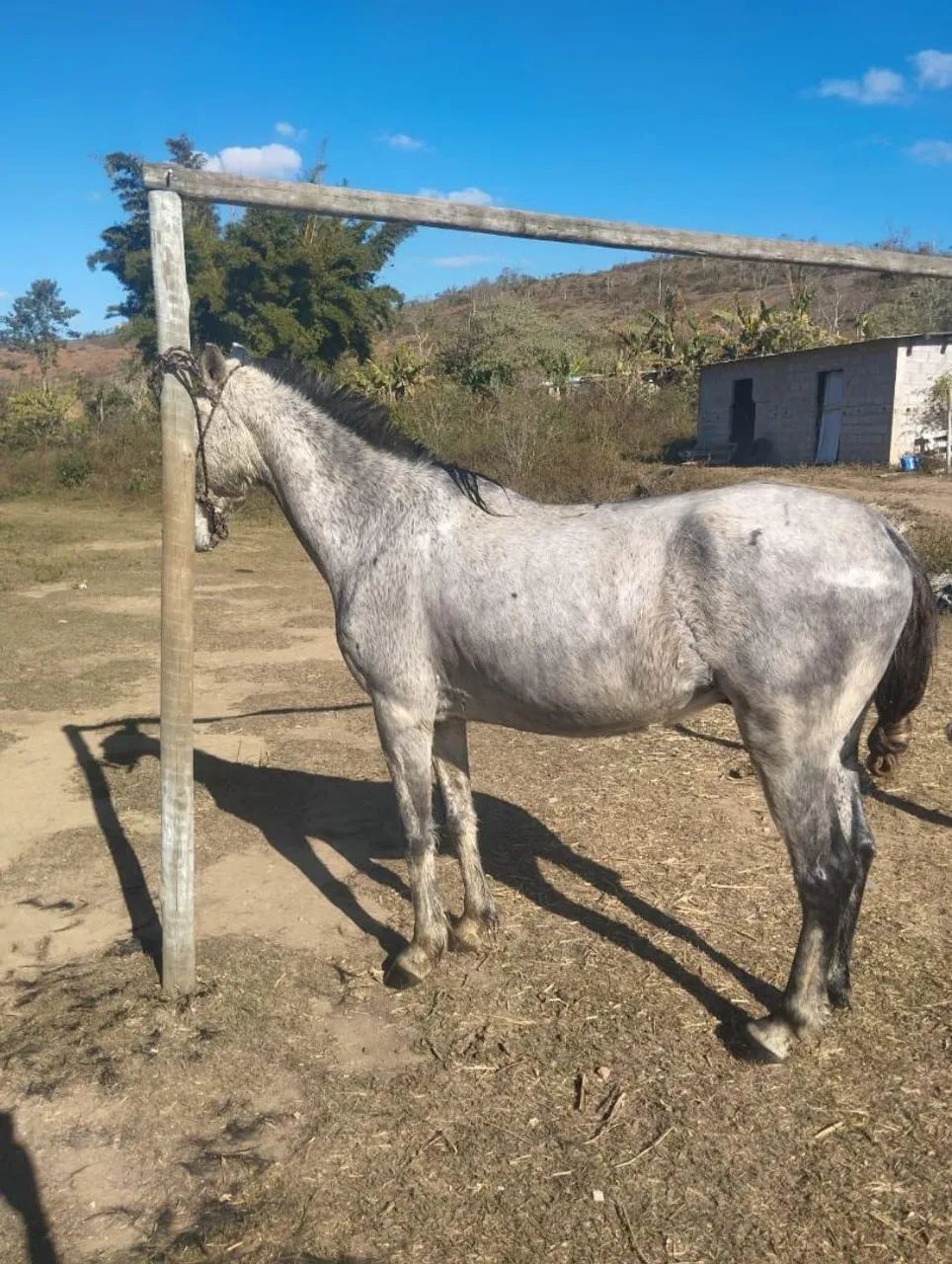 Cavalo marcbs picada - Foto 5