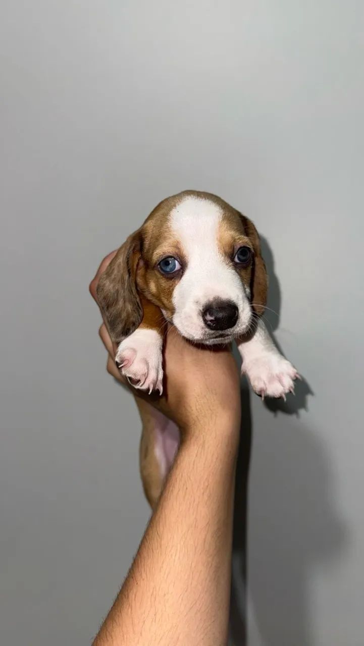 Salsicha/dachshund/teckel Macho - Foto 4