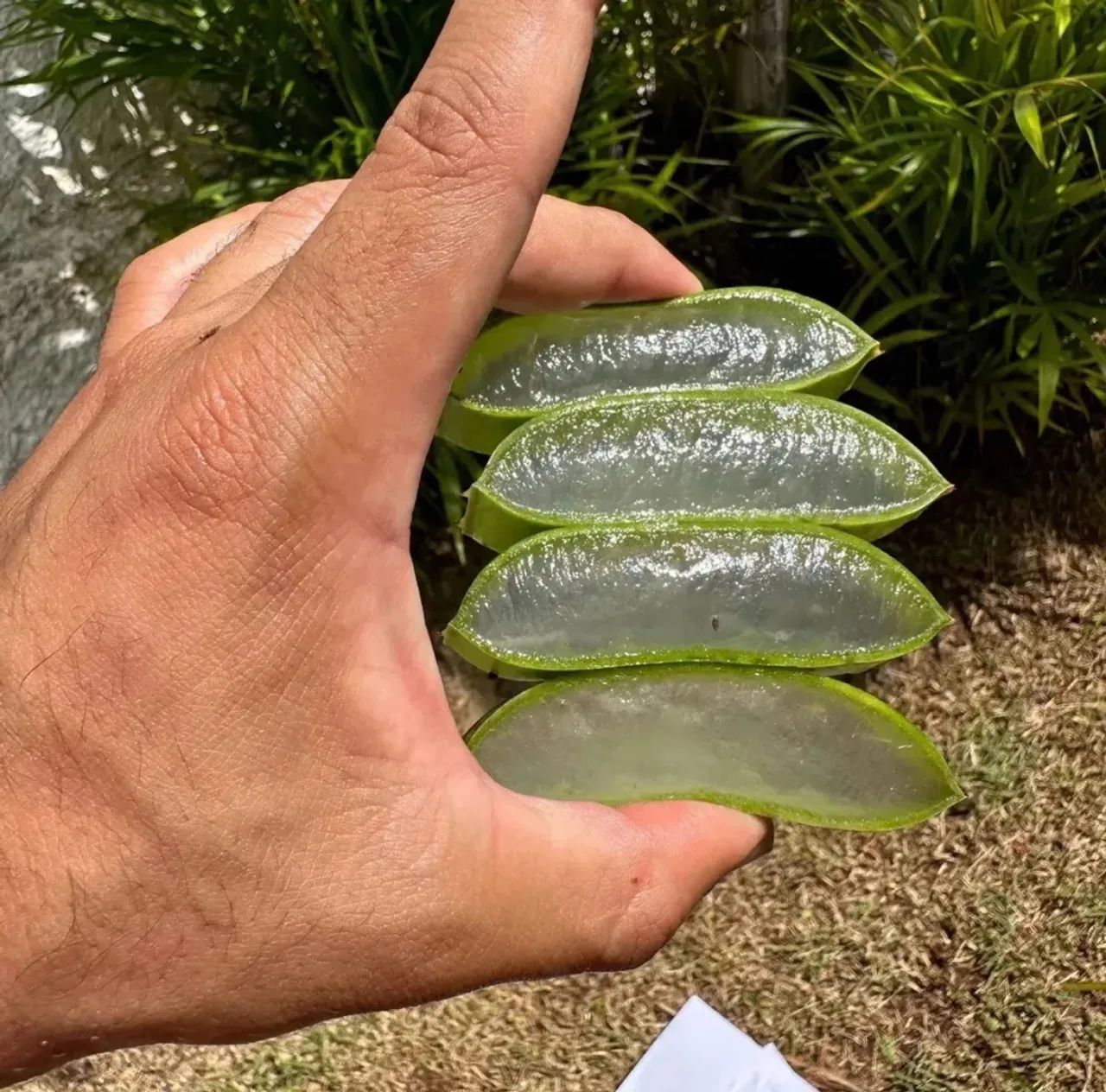 Aloe Vera (folha de Babosa Natural)  - Foto 2