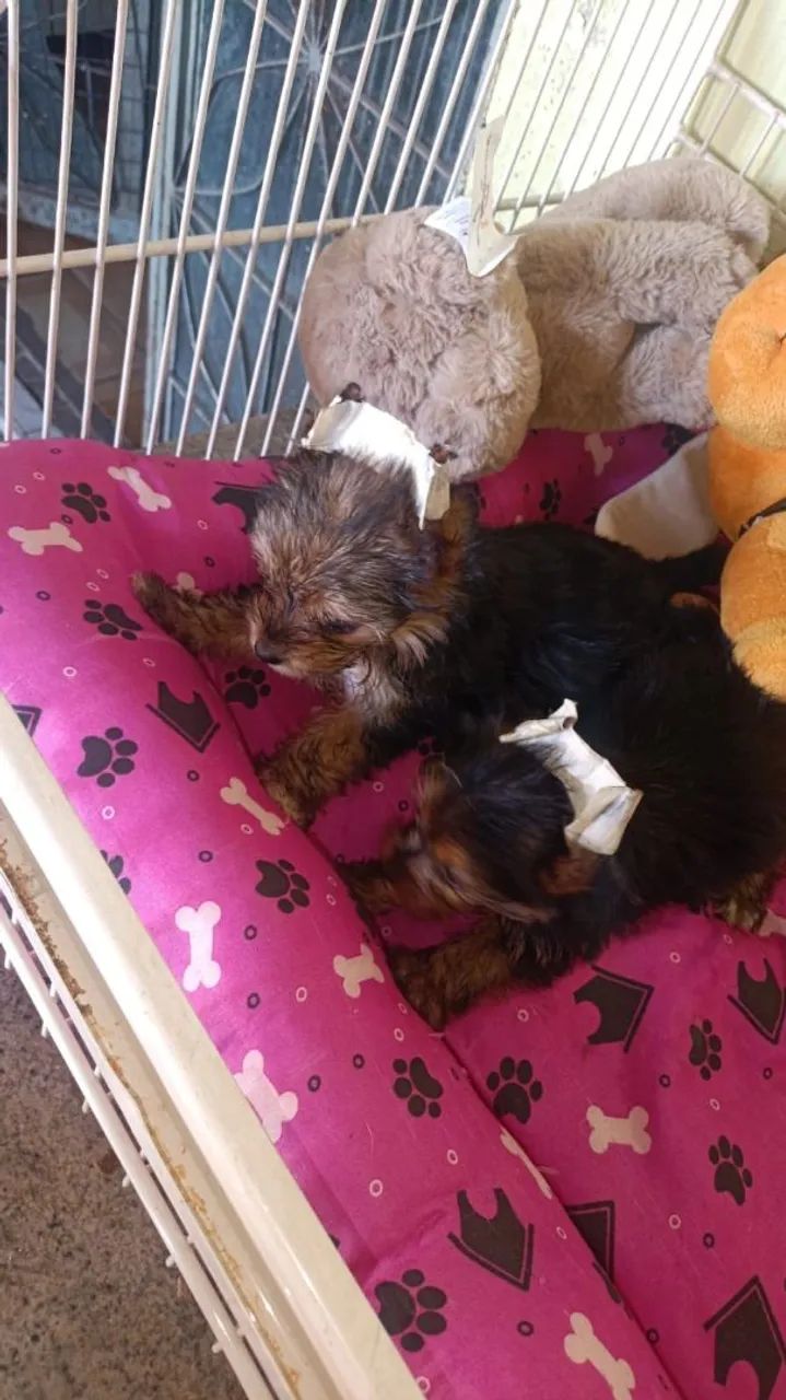 Yorkshire Terrier  - Foto 2