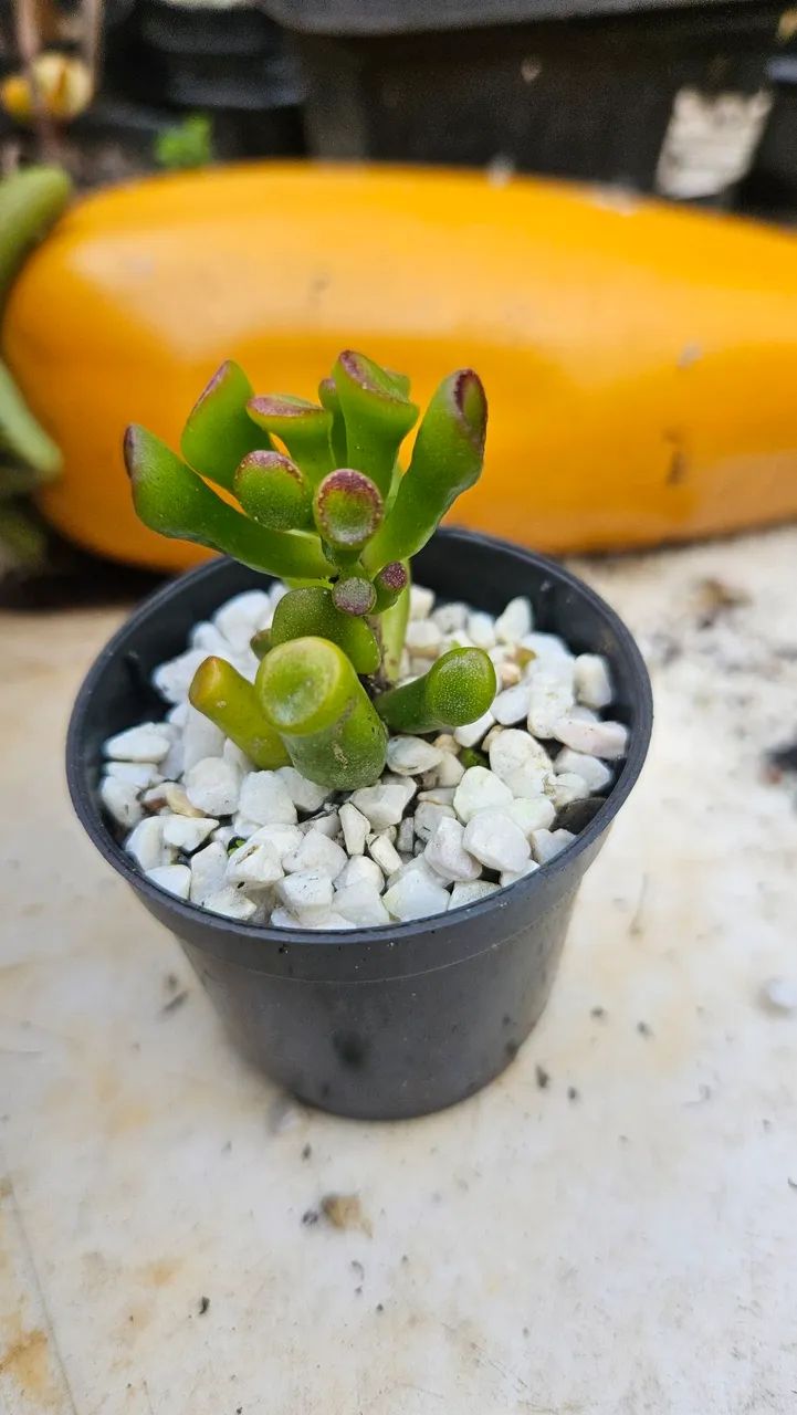 Mini vaso para eventos 