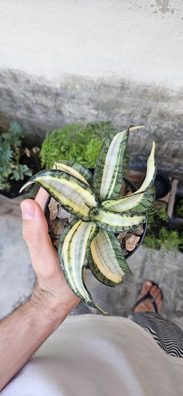 Plantas mini espadinhas variadas. - Foto 3