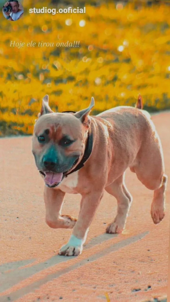 American Bully  - Foto 4