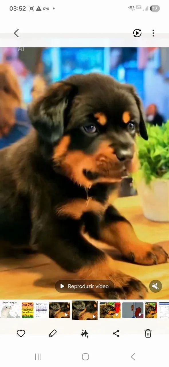 Rotweiler excelente linhagem  - Foto 5