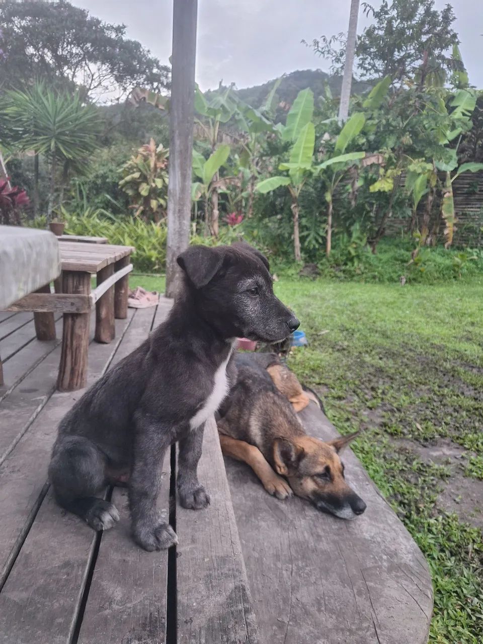 Cachorrinho - Foto 4