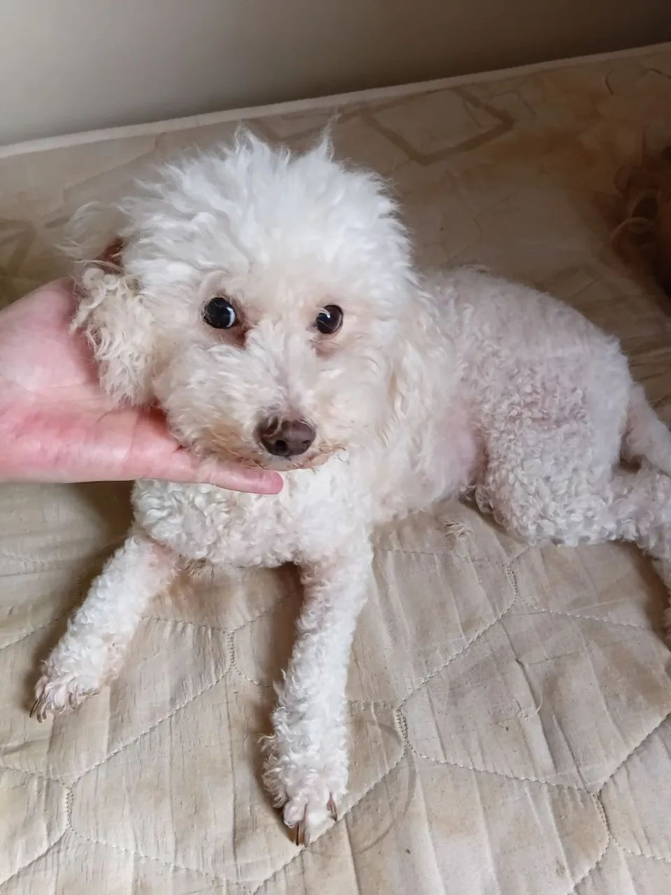 Poodle femea - Foto 3