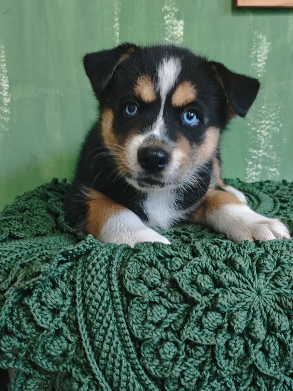 Filhotes de Husky Siberiano  - Foto 2