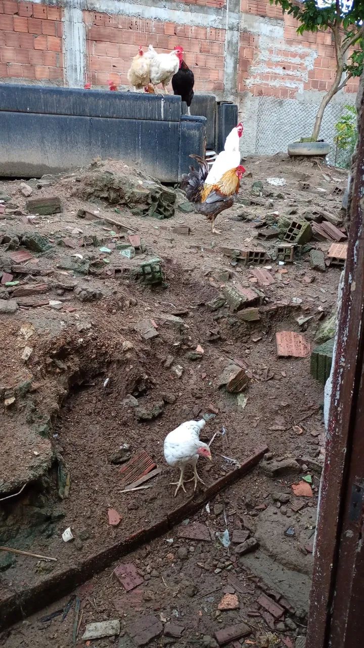 Frangos e galos - Foto 2