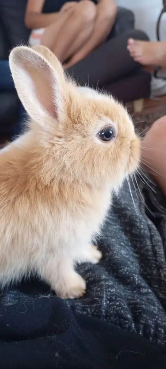 Coelho mini + 5kg de ração - Foto 2